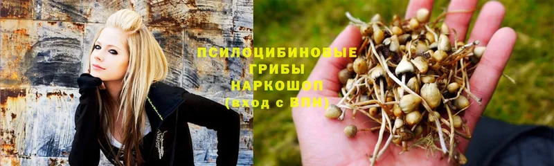 Галлюциногенные грибы Cubensis  где купить наркоту  Лыткарино 